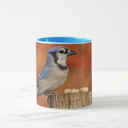 Blue Jay Mok (Midden)