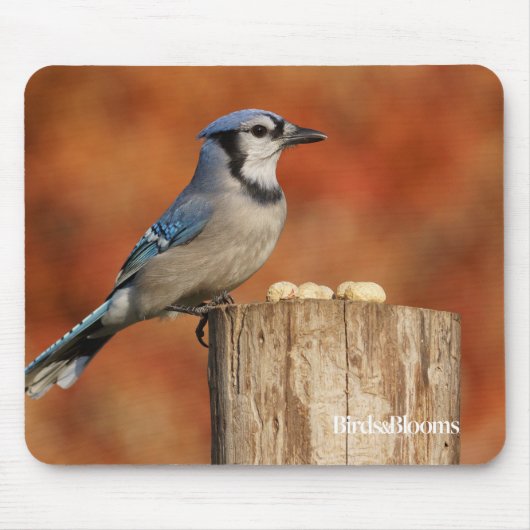 Blue Jay Muismat (Voorkant)