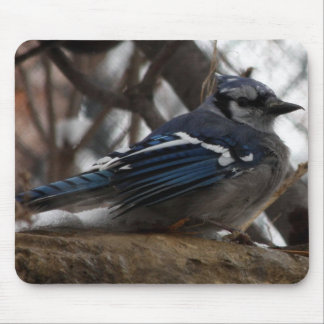 Blue Jay Muismat