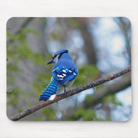 Blue Jay Muismat (Voorkant)