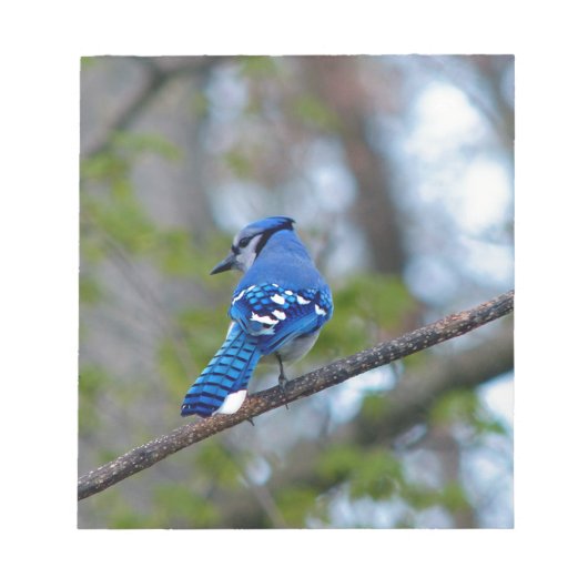 Blue Jay Notitieblok (Voorkant)