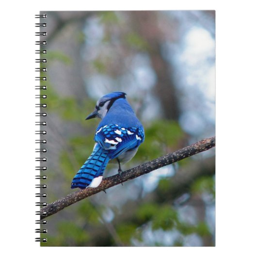 Blue Jay Notitieboek (Voorkant)