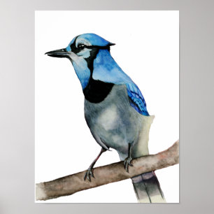 Blue Jay on Branch Waterverf Painting Poster