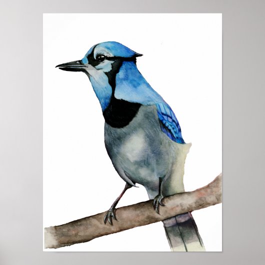 Blue Jay on Branch Waterverf Painting Poster (Voorkant)