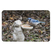 Blue Jay op Cute Rabbit Bird Feeder Magneet (Horizontaal)