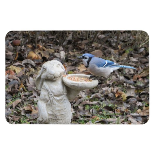Blue Jay op Cute Rabbit Bird Feeder Magneet (Horizontaal)