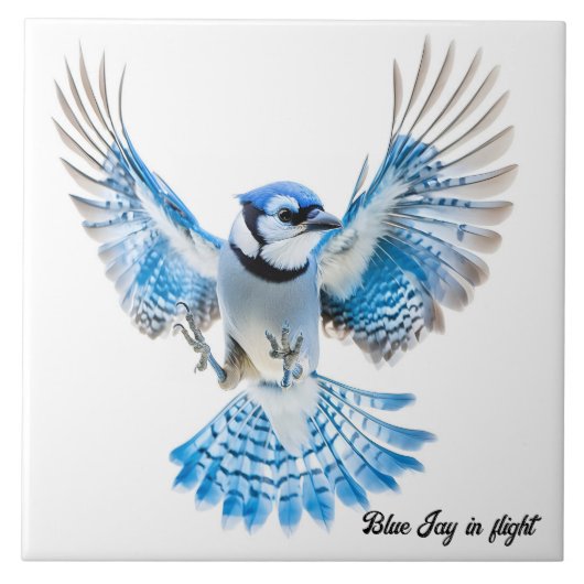 Blue Jay op de vlucht Tegeltje (Voorkant)