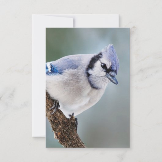 Blue Jay op een Kaart van de Onafhankelijke Nota v (Voorkant)