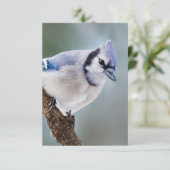 Blue Jay op een Kaart van de Onafhankelijke Nota v (Staand voorkant)