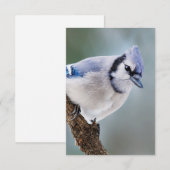 Blue Jay op een Kaart van de Onafhankelijke Nota v (Voorkant / Achterkant)