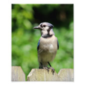Blue Jay op hek Foto Afdruk (Voorkant)