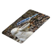 Blue Jay op Rabbit Bird Feeder Magnet Magneet (Linkerzijde)