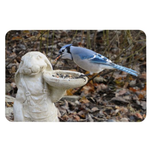 Blue Jay op Rabbit Bird Feeder Magnet Magneet (Horizontaal)