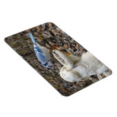 Blue Jay op Rabbit Bird Feeder Magnet Magneet (Rechterzijde)