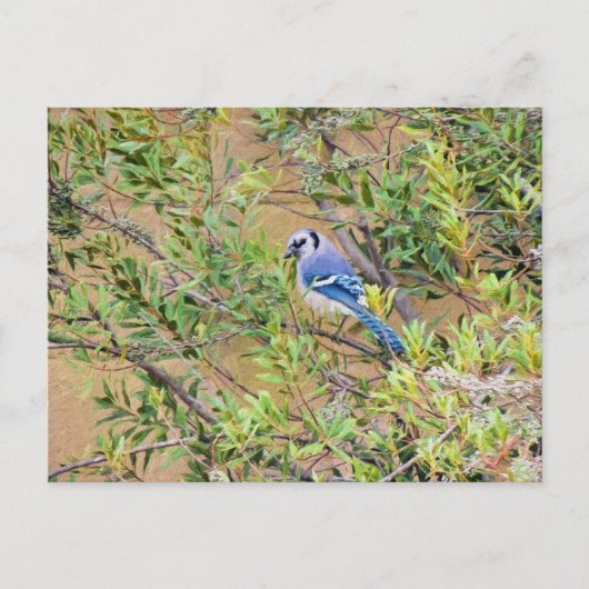 Blue Jay op Southern Wax Myrtle Briefkaart (Voorkant)