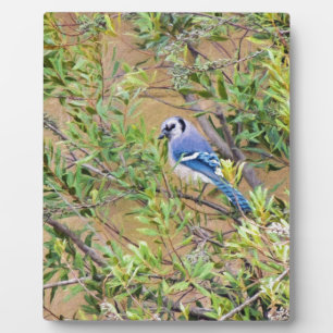 Blue Jay op Southern Wax Myrtle Fotoplaat