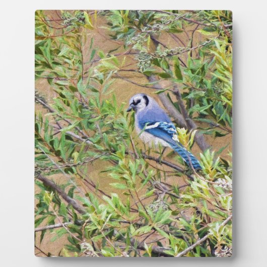 Blue Jay op Southern Wax Myrtle Fotoplaat (Voorkant)