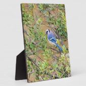Blue Jay op Southern Wax Myrtle Fotoplaat (Zijkant)
