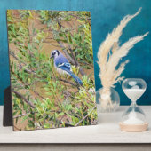 Blue Jay op Southern Wax Myrtle Fotoplaat (Zijkant)