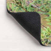 Blue Jay op Southern Wax Myrtle Muismat (Hoek)