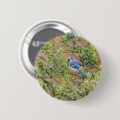 Blue Jay op Southern Wax Myrtle Ronde Button 5,7 Cm (Voorkant /achterkant)