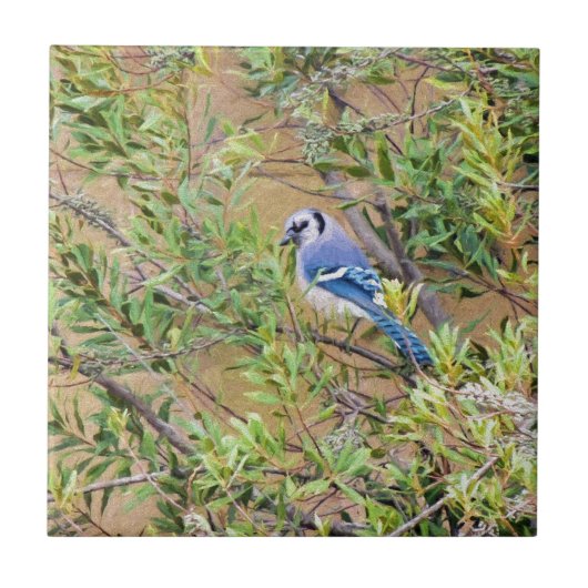 Blue Jay op Southern Wax Myrtle Tegeltje (Voorkant)