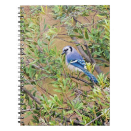 Blue Jay op Wax Myrtle Notitieboek