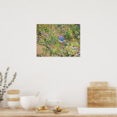 Blue Jay op Wax Myrtle Poster (Keuken)