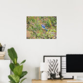 Blue Jay op Wax Myrtle Poster (Thuiskantoor)