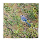 Blue Jay op Wax Myrtle Tegeltje (Voorkant)
