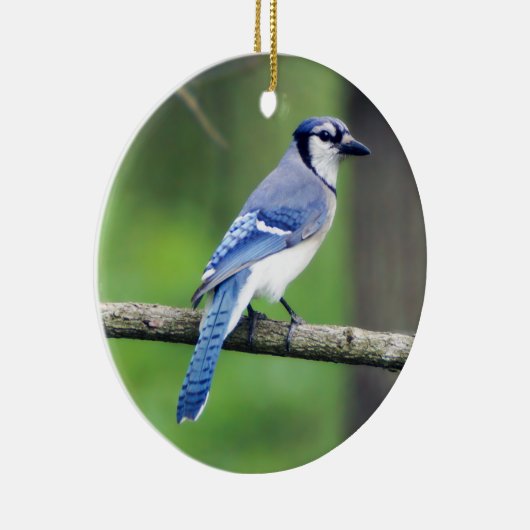Blue Jay Ornament (Rechts)