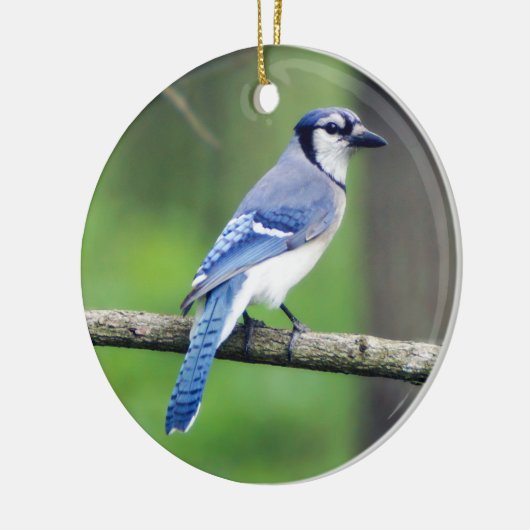 Blue Jay Ornament (Links)