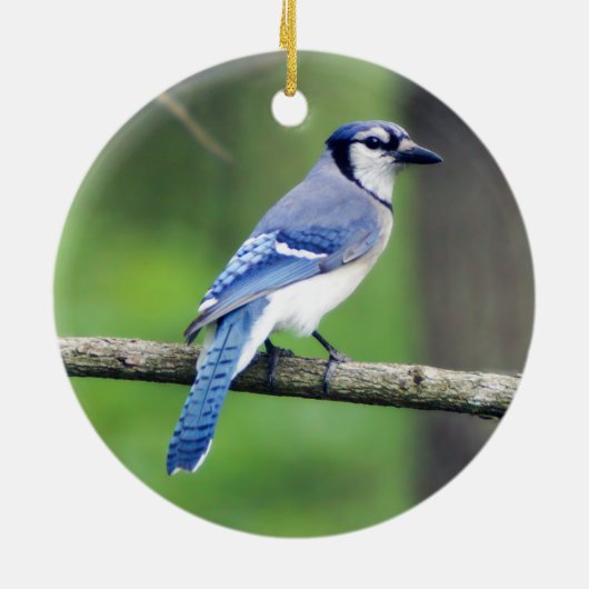 Blue Jay Ornament (Achterkant)