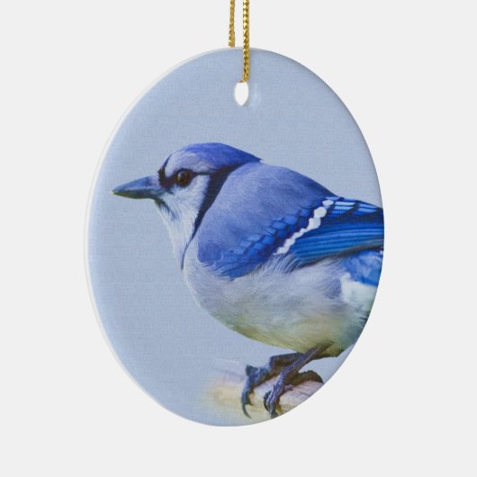 Blue Jay Ornament (Rechts)