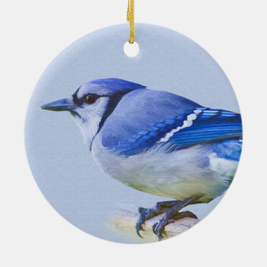 Blue Jay Ornament (Achterkant)