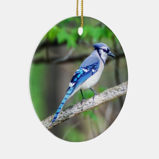 Blue Jay Ornament (Rechts)