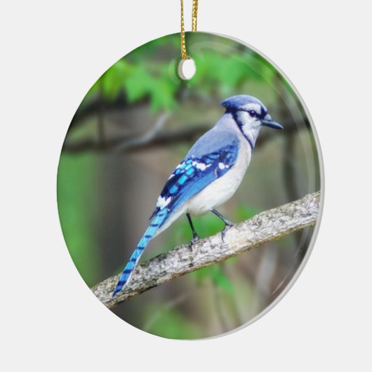 Blue Jay Ornament (Links)