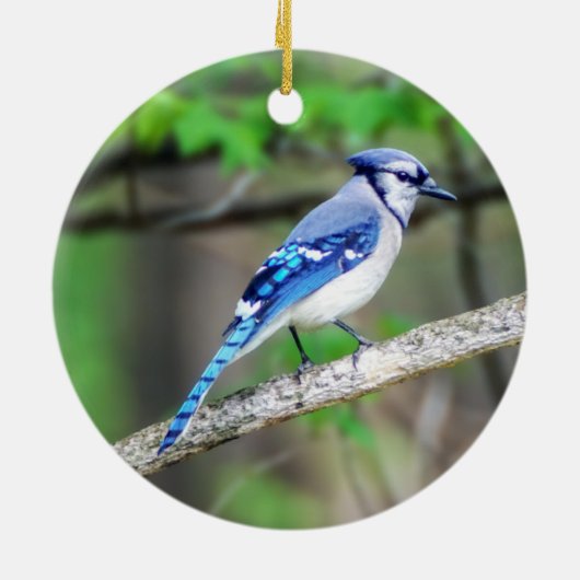 Blue Jay Ornament (Achterkant)