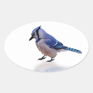 Blue Jay Ovale Sticker