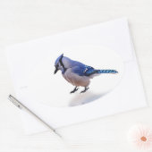 Blue Jay Ovale Sticker (Envelop)