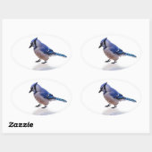 Blue Jay Ovale Sticker (Vel)