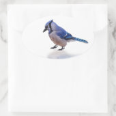 Blue Jay Ovale Sticker (Tas)