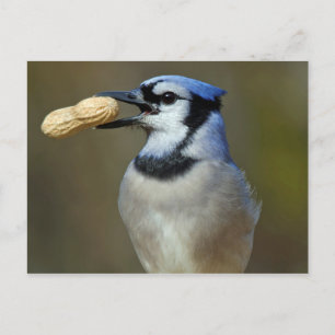 Blue Jay Peanut Briefkaart