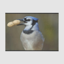 Blue Jay Peanut