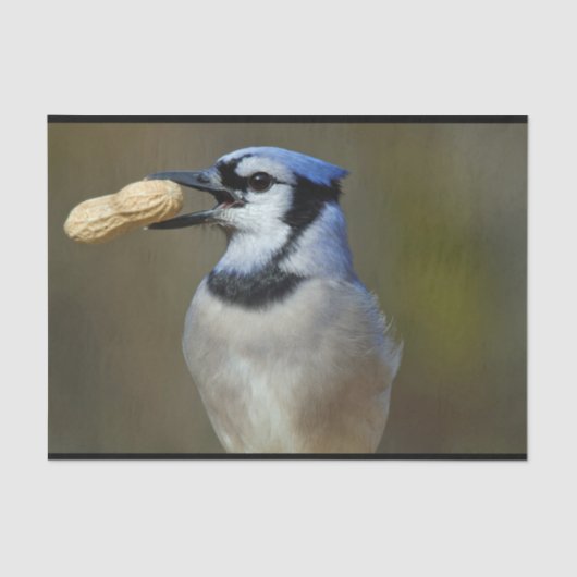 Blue Jay Peanut Tissuepapier (Voorkant)