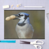 Blue Jay Peanut Tissuepapier (Craft)