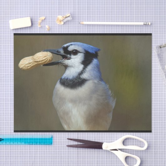 Blue Jay Peanut Tissuepapier (Craft)