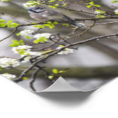 Blue Jay Pear in een bloeiende perenboom Poster (Hoek)