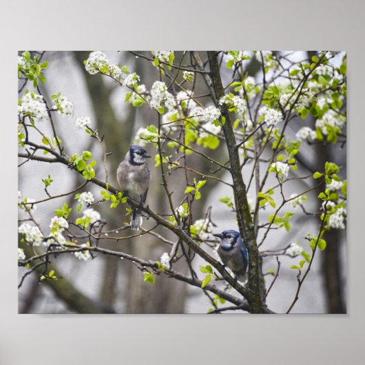 Blue Jay Pear in een bloeiende perenboom Poster (Voorkant)