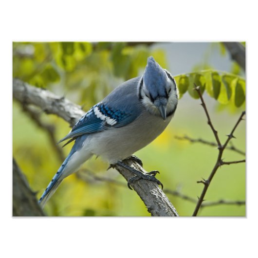 Blue Jay Photo Enlargement Foto Afdruk (Voorkant)